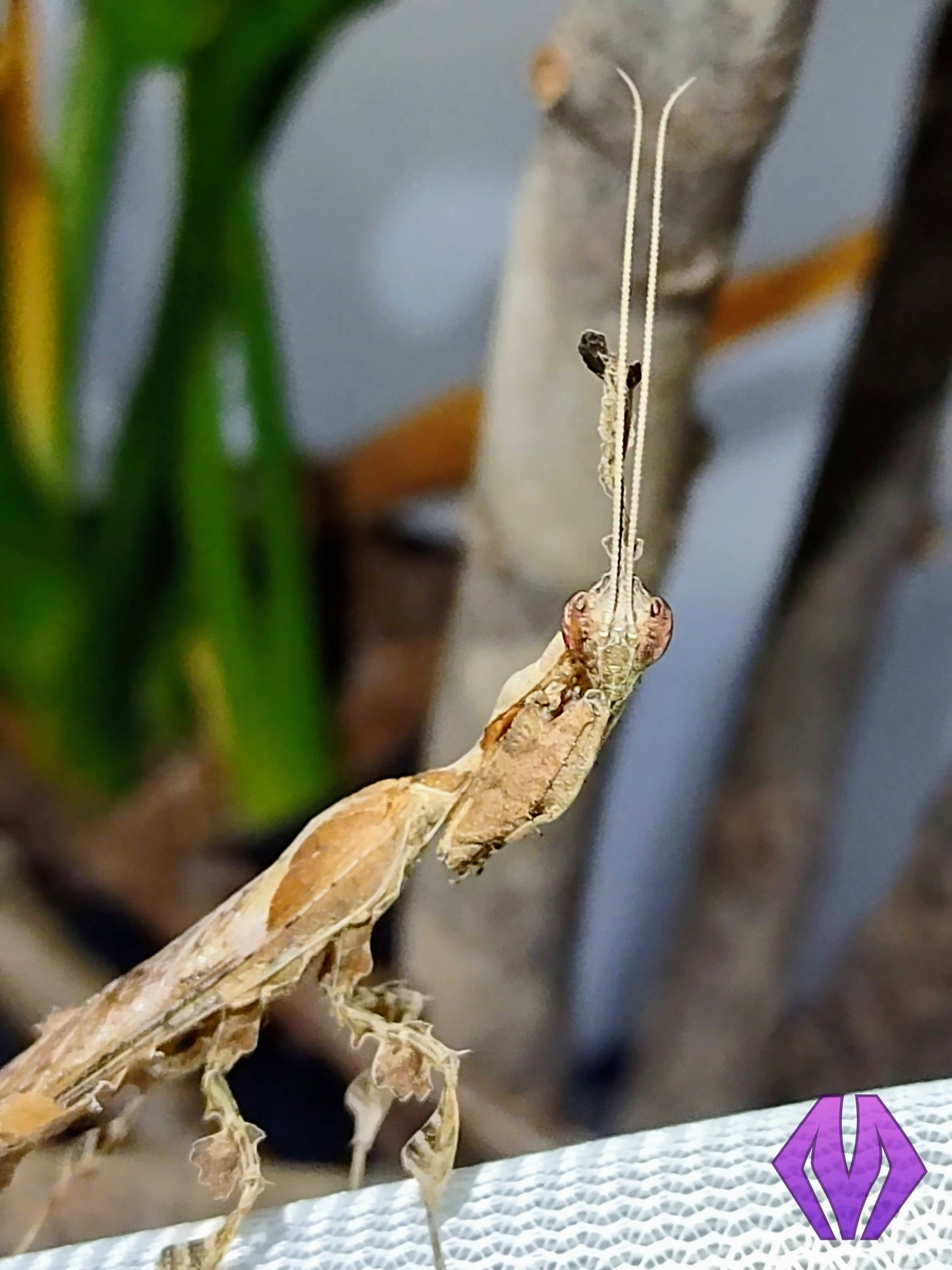 MALE ghost mantis nymph L3-L5