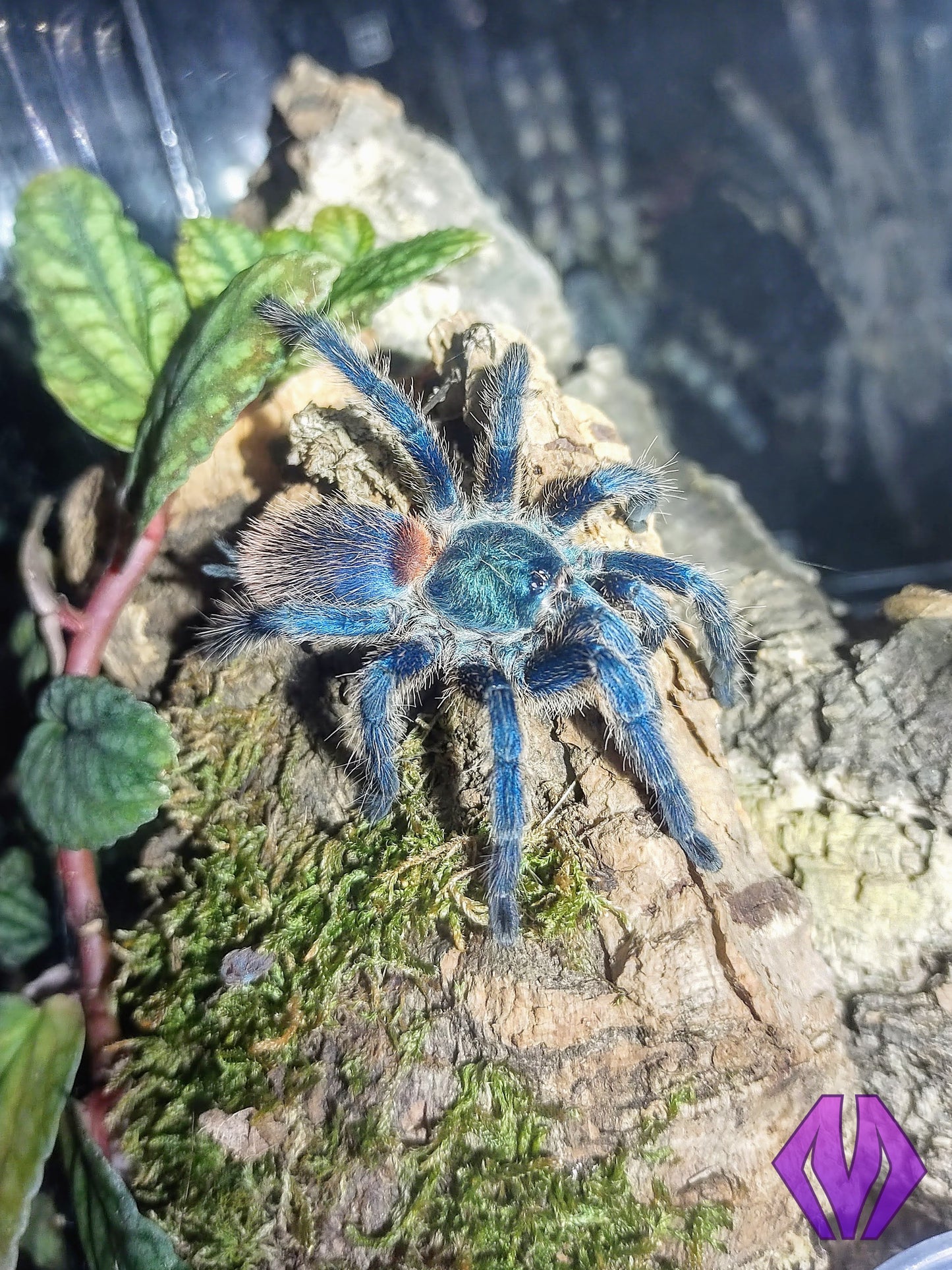 Dolichothele diamantinensis ¾"+