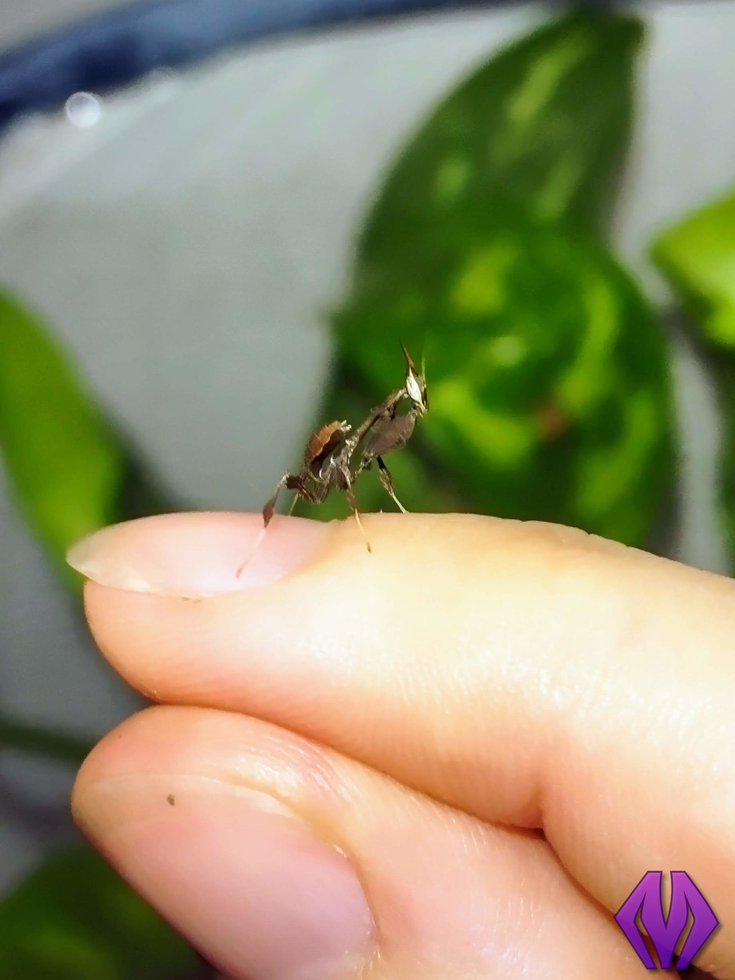 ghost mantis nymph L2-L3