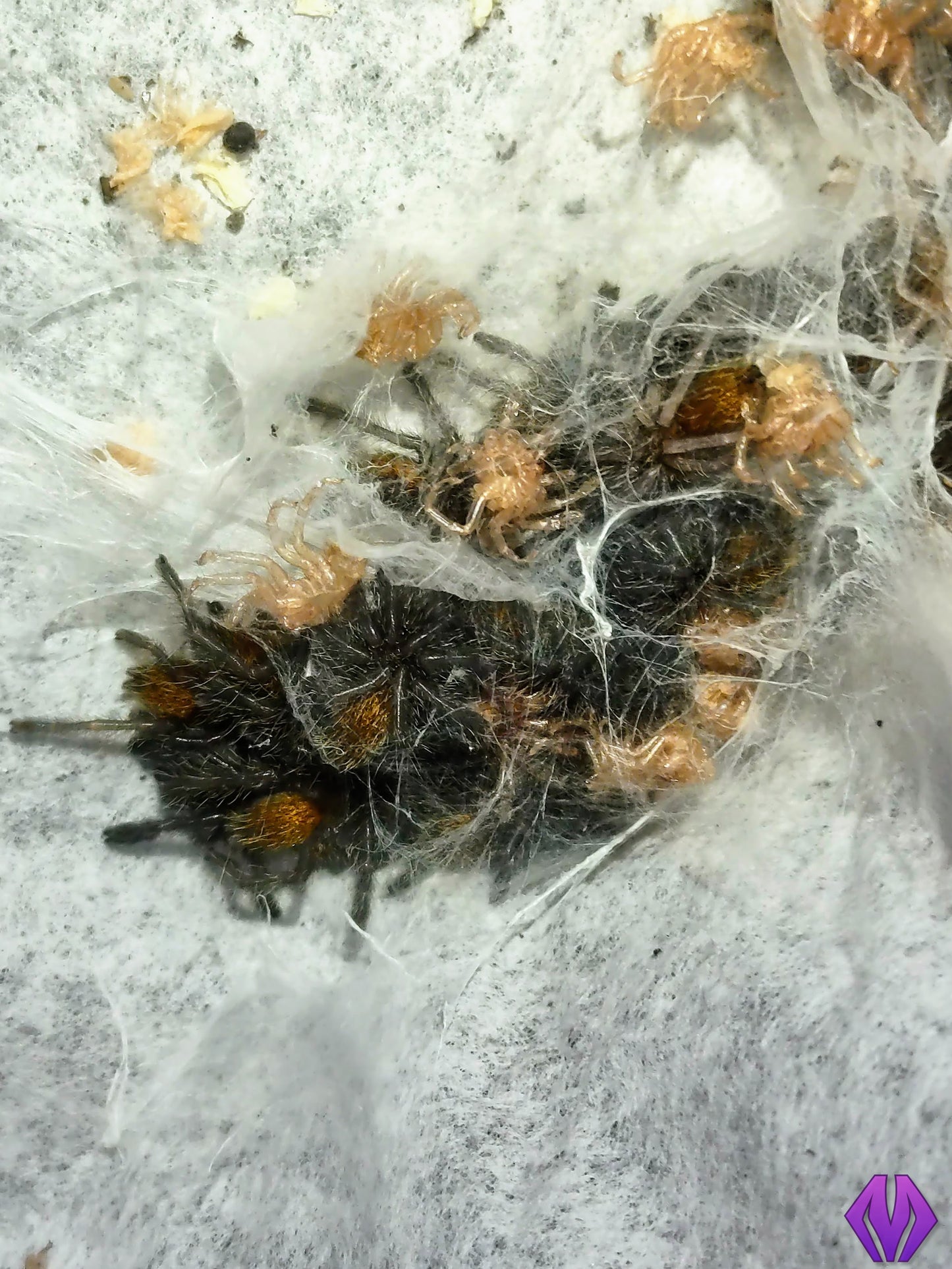 Pterinochilus murinus (RCF) ¾"+