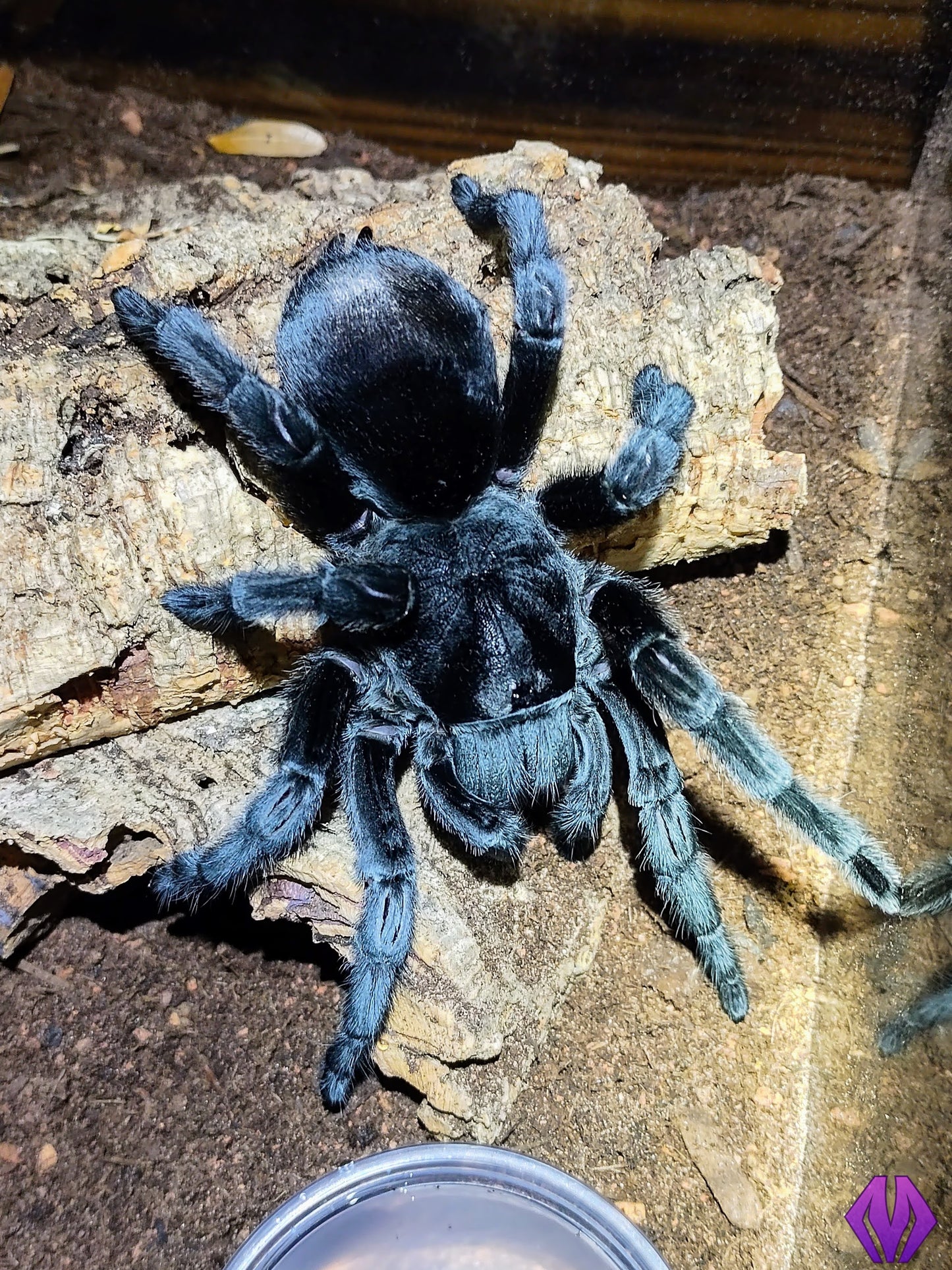 Grammostola pulchra ¾"
