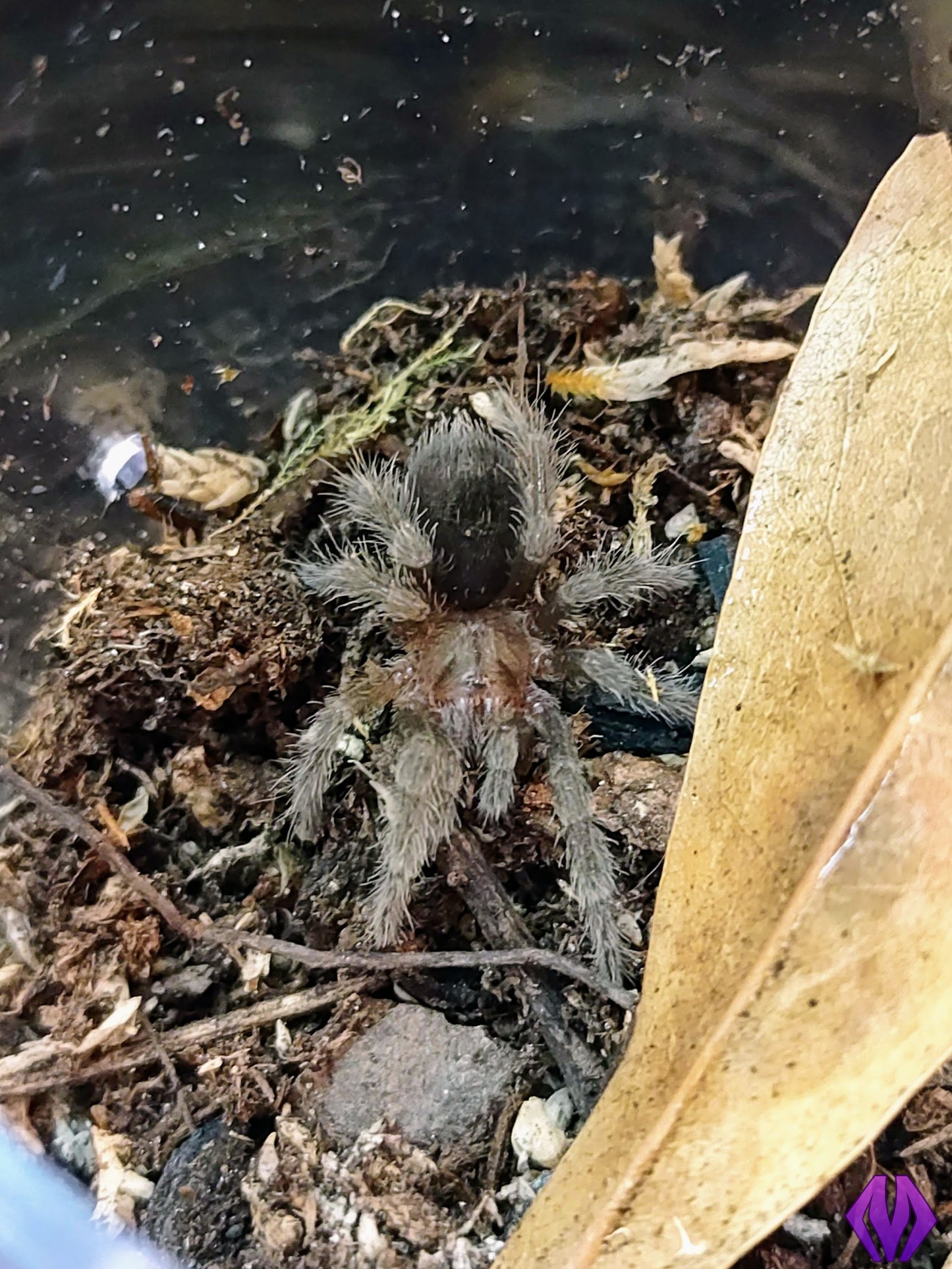 Grammostola pulchra ¾"