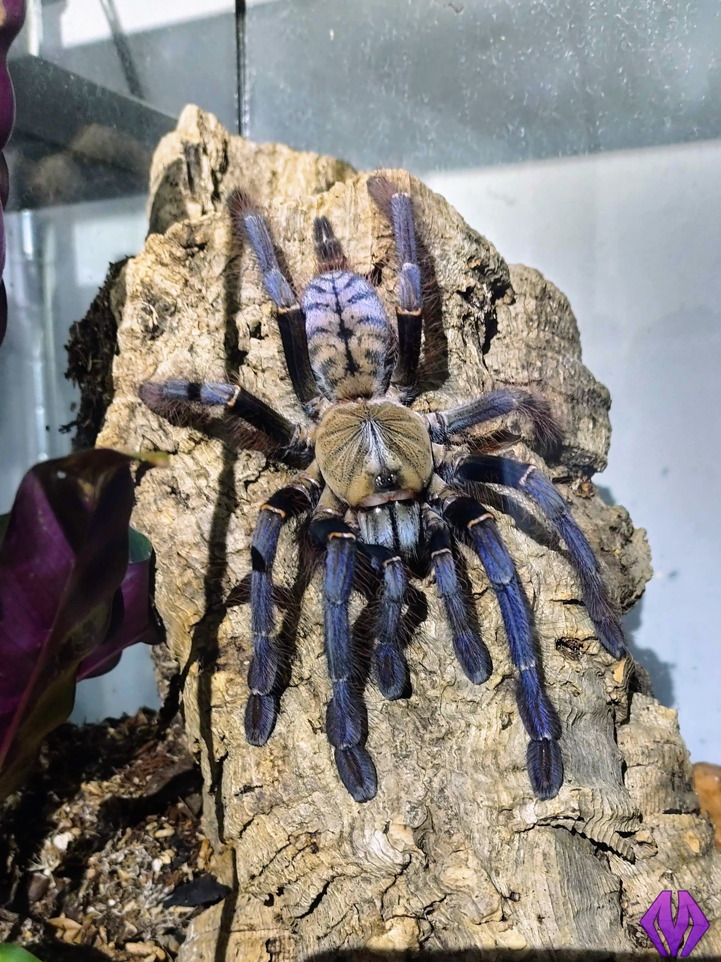 Phormingochilus sp. Sabah Blue”ツリースパイダータランチュラ LS2cm程 ムカデセンチピードサソリカマキリマンティスウデムシ奇蟲蜘蛛
