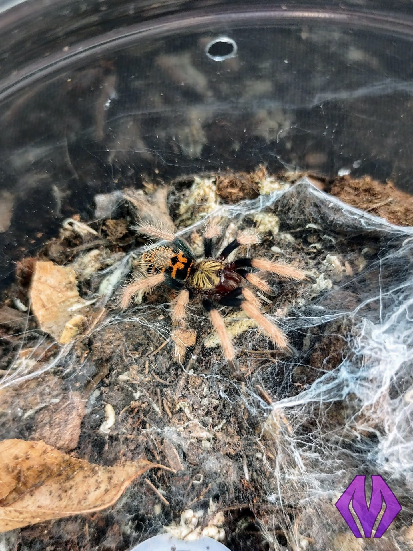 C. cyaneopubescens "GBB" ½-¾"