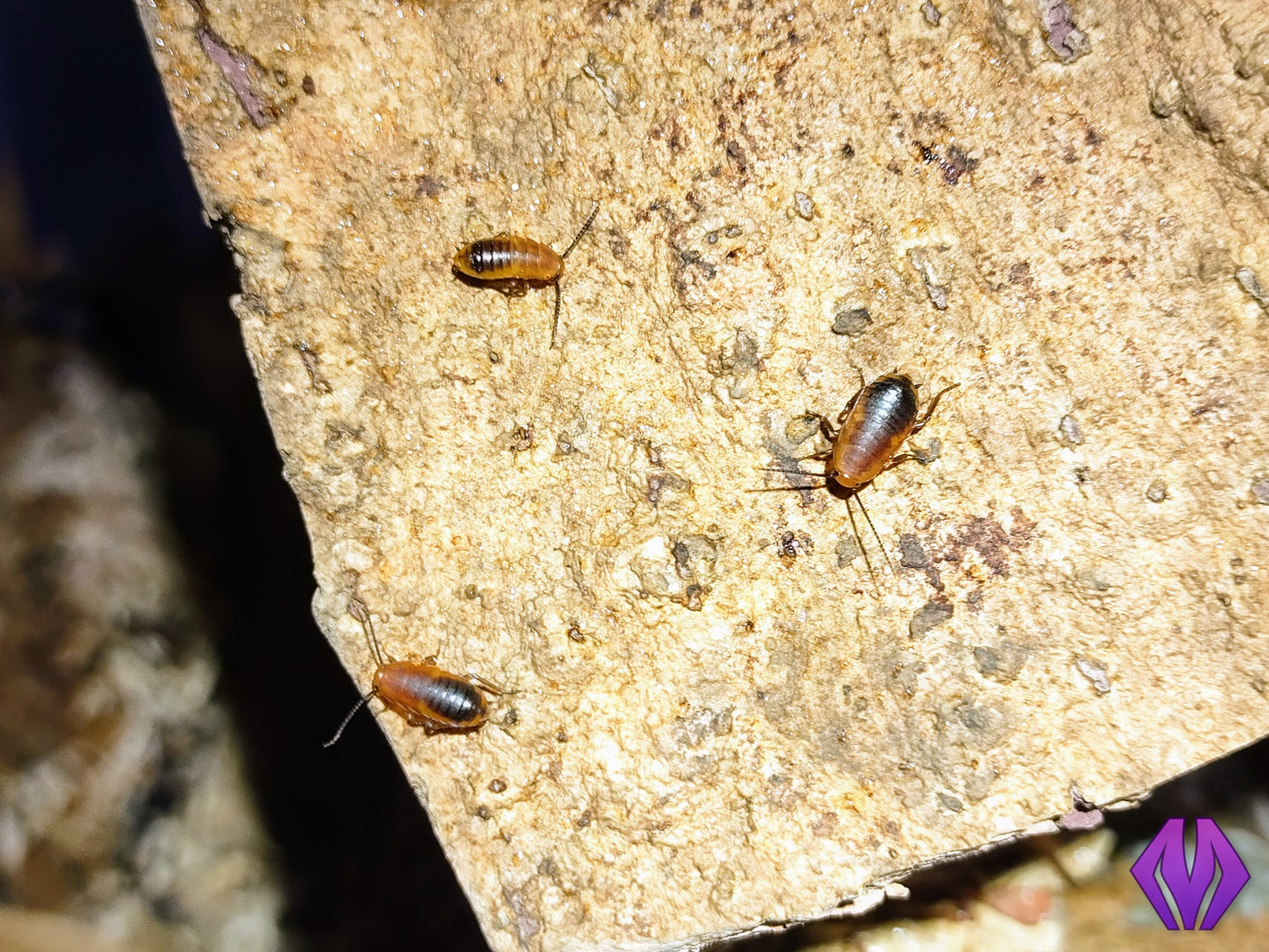 Deropeltis paulinoi (ornate velvet) 10ct+