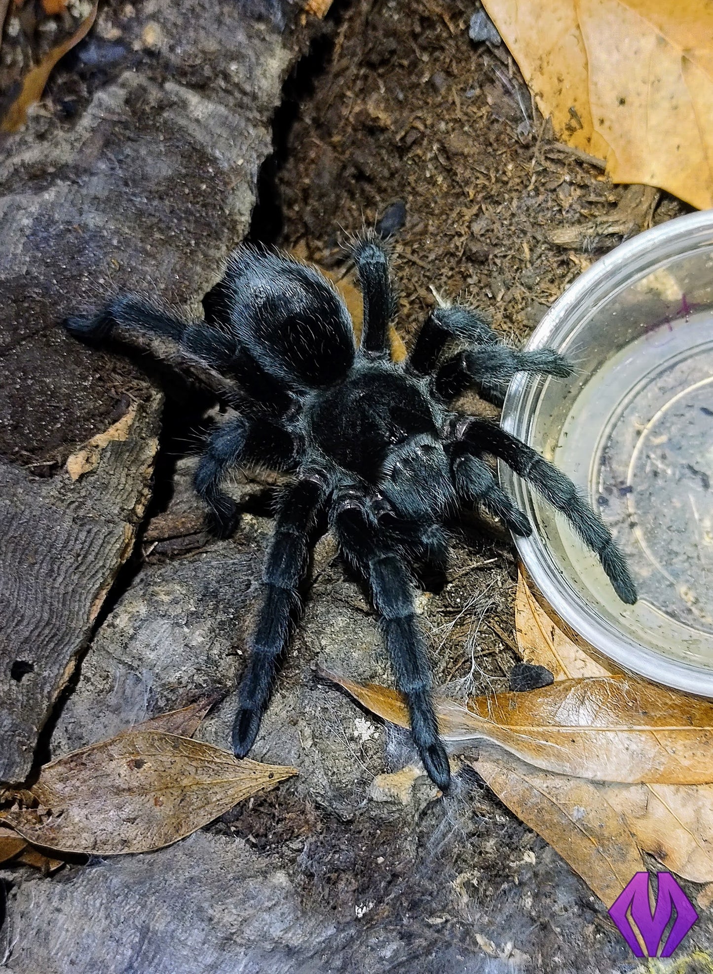 Grammostola pulchra ¾"