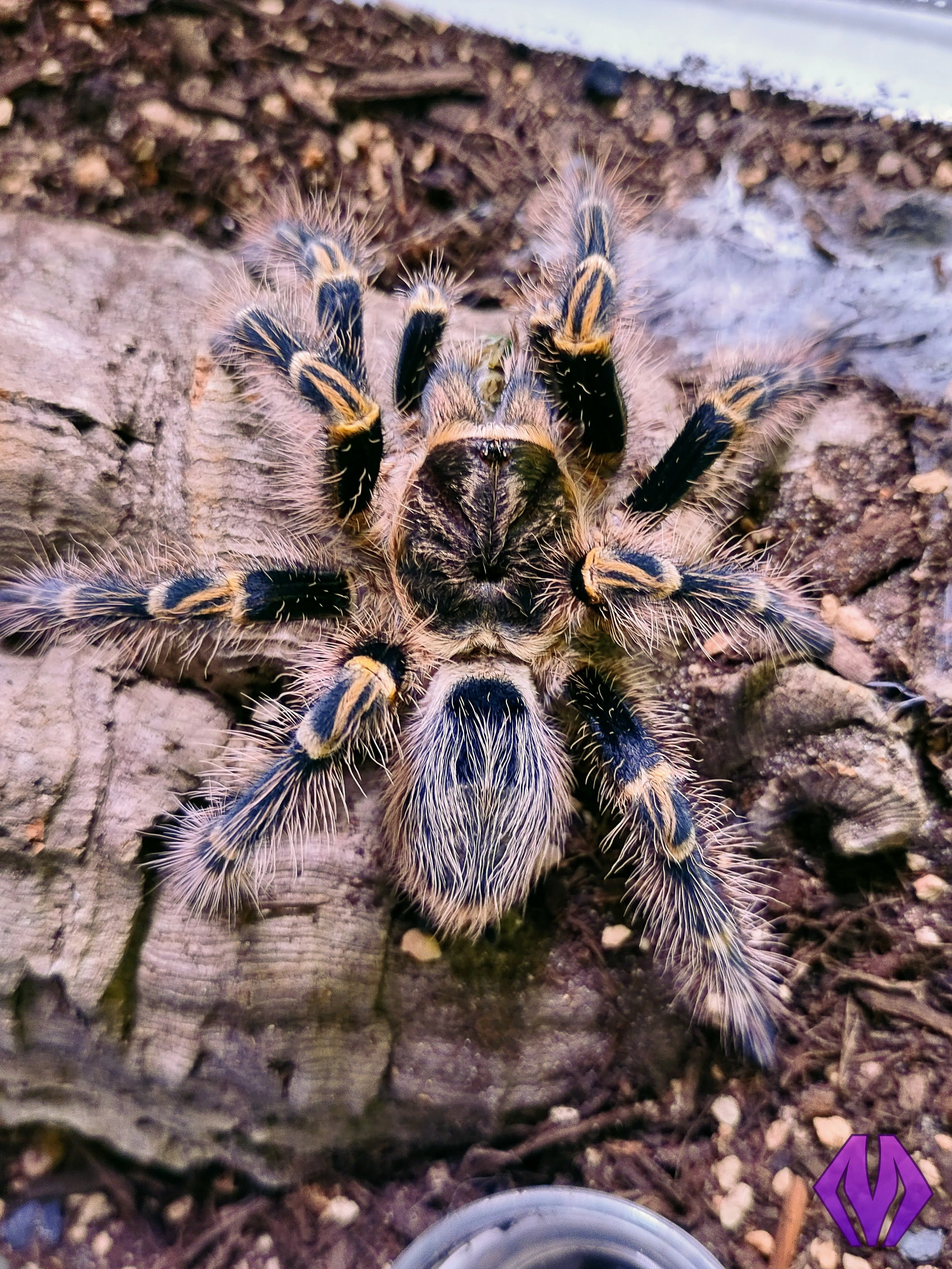 Deropeltis Paulinoi ornate Velvet 10ct Marshall 43 OFF