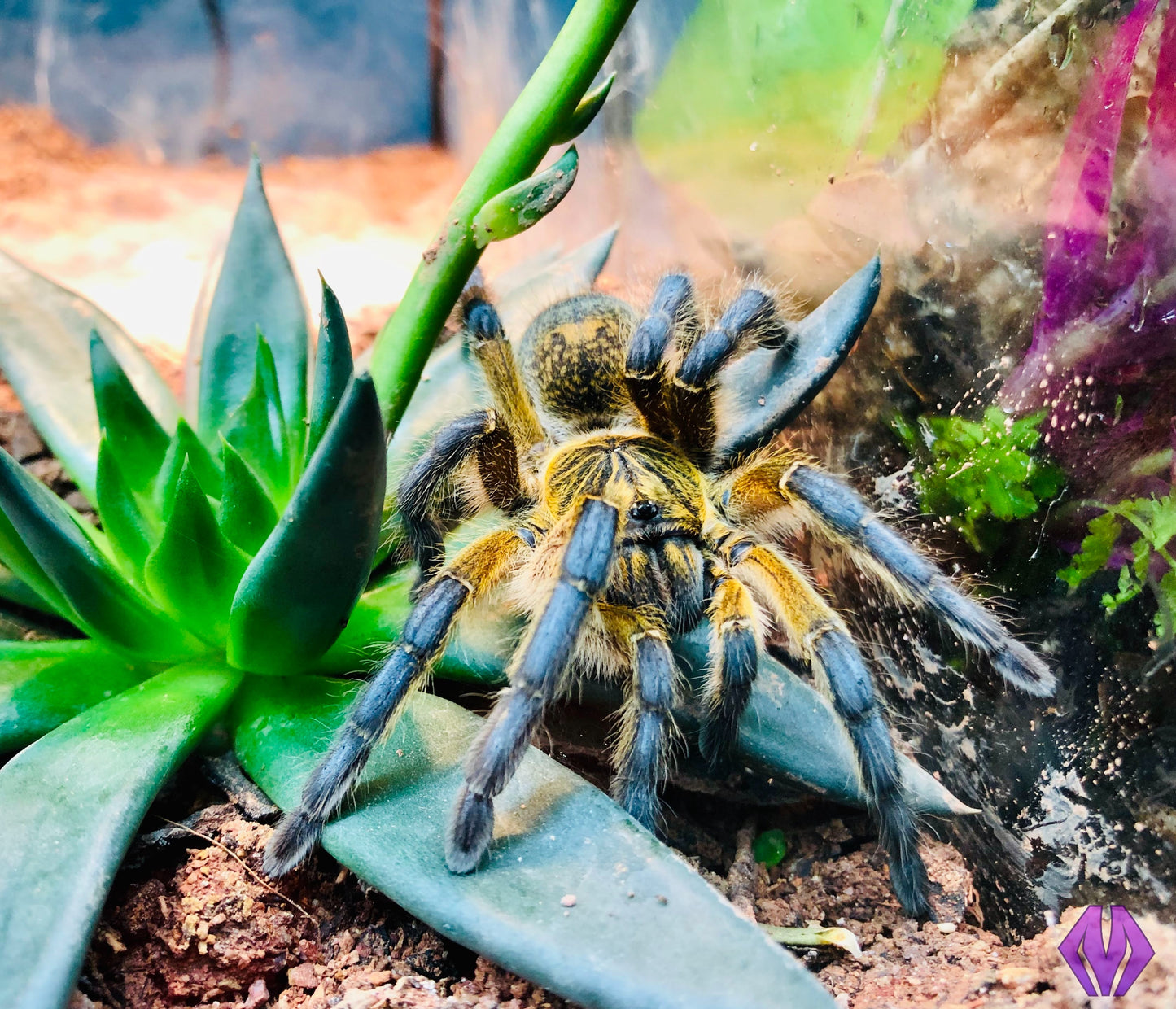 Harpactira pulchripes ½-¾"