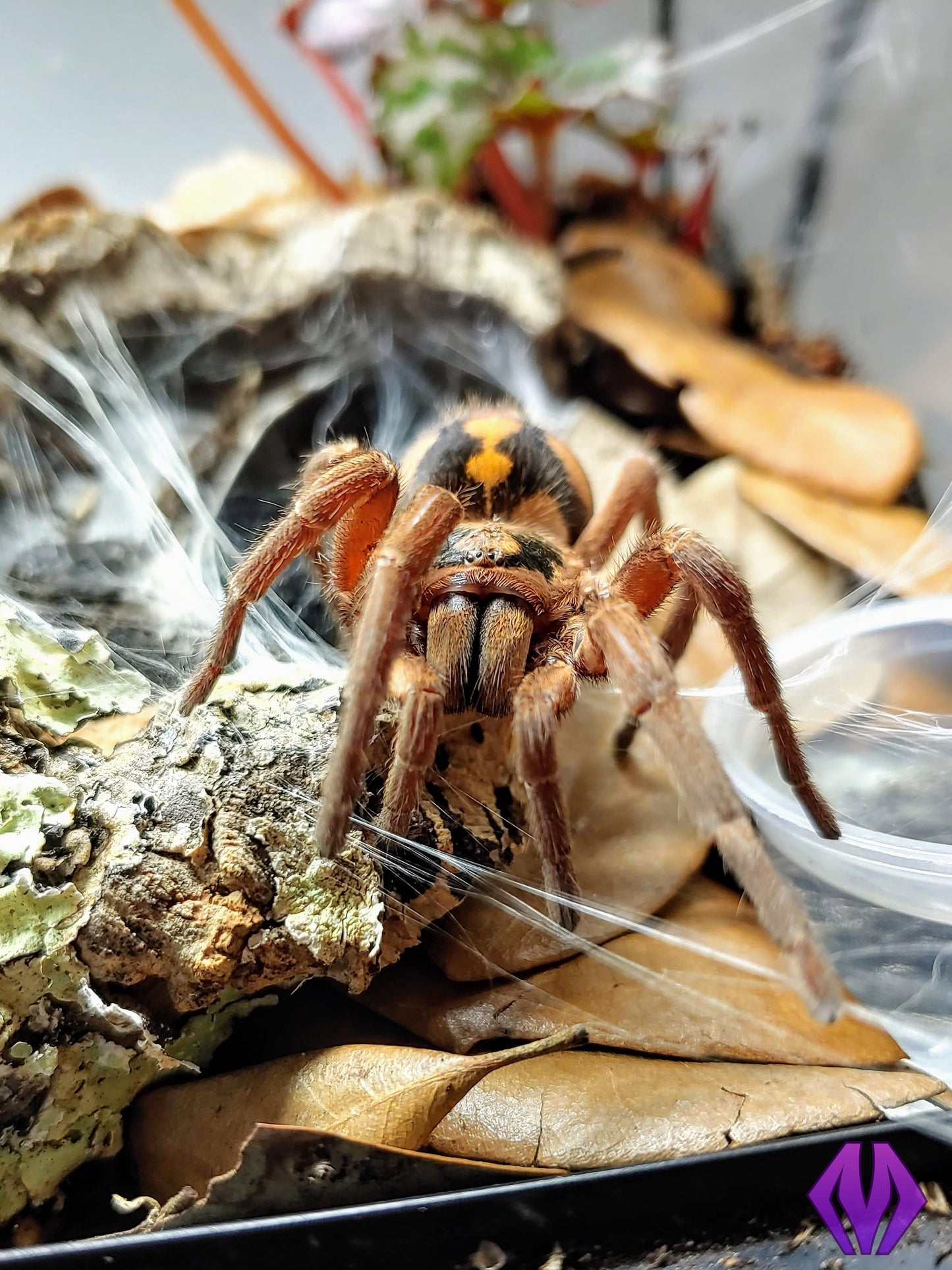 Hapalopus sp. "Colombia" (large) ⅛"