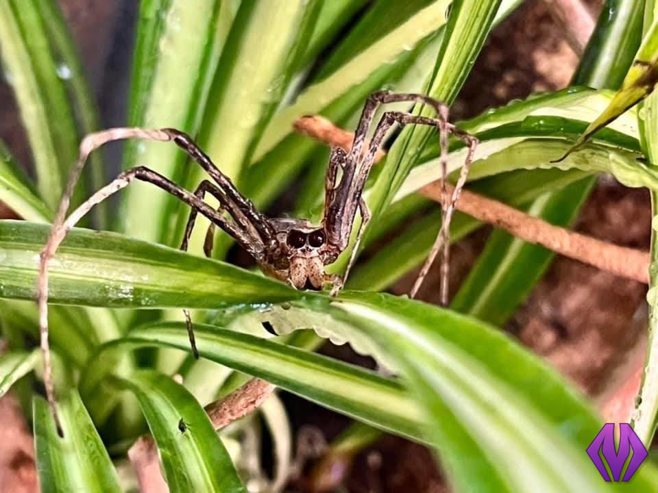 CBB Cameroon net-casting spiderling **BABIES COMING THIS YEAR!**