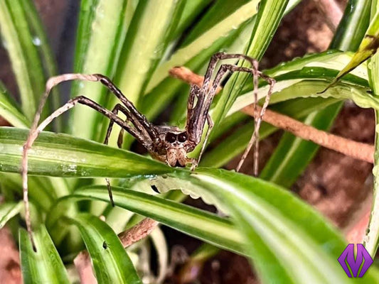 CBB/CH Cameroon net-casting spider *READ DESCRIPTION*