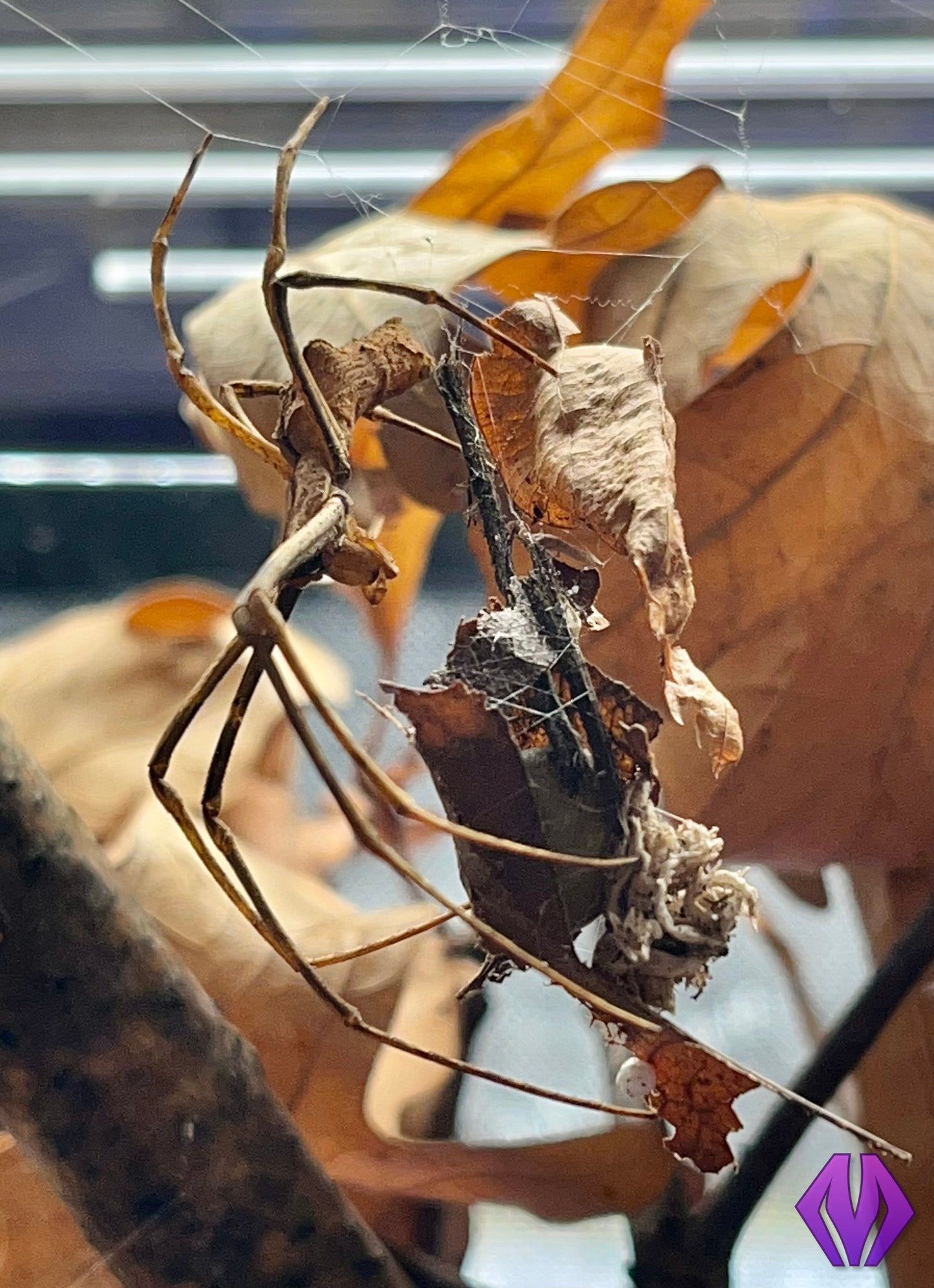CBB Cameroon net-casting spiderling **BABIES COMING THIS YEAR!**