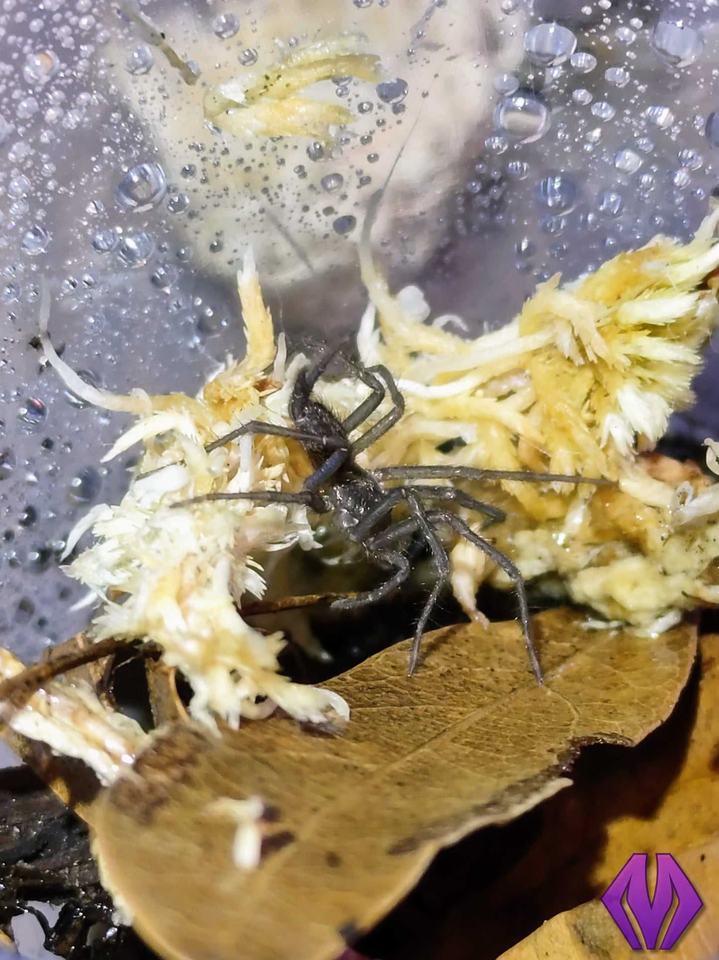 Linothele megatheloides ½-¾"+