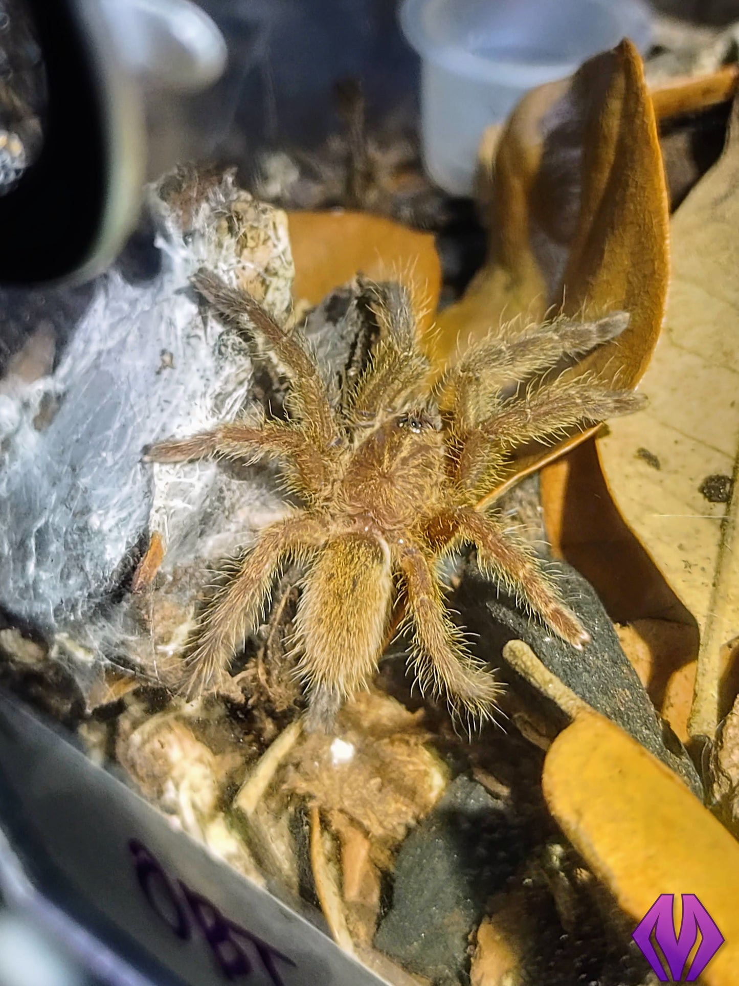 Pterinochilus murinus (RCF) ¾"+