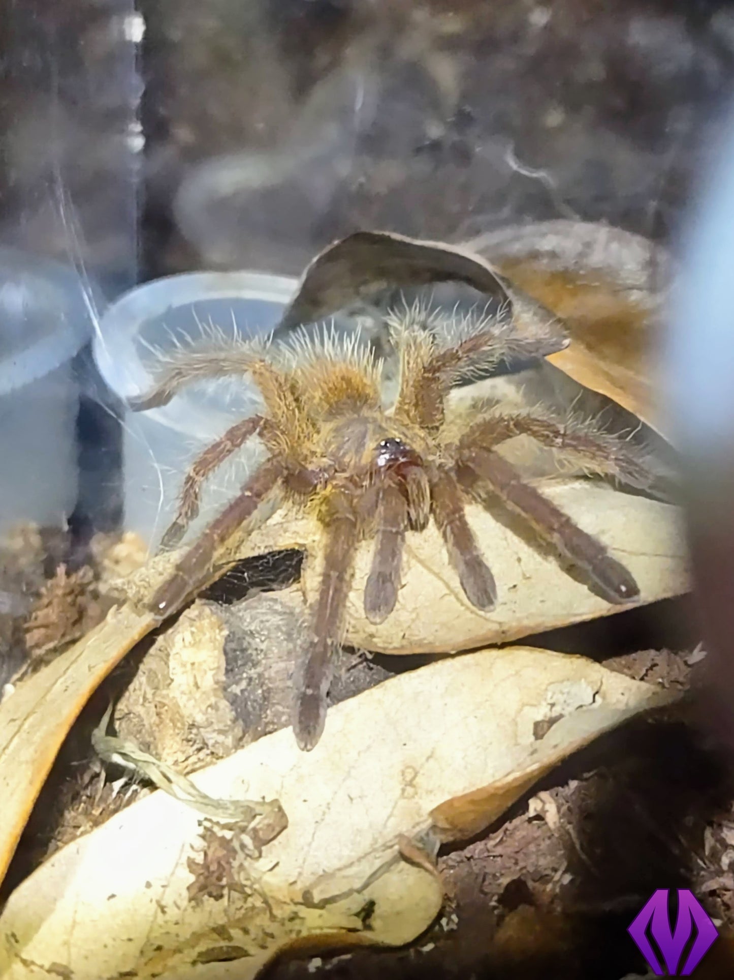 Pterinochilus murinus (RCF) ¾"+