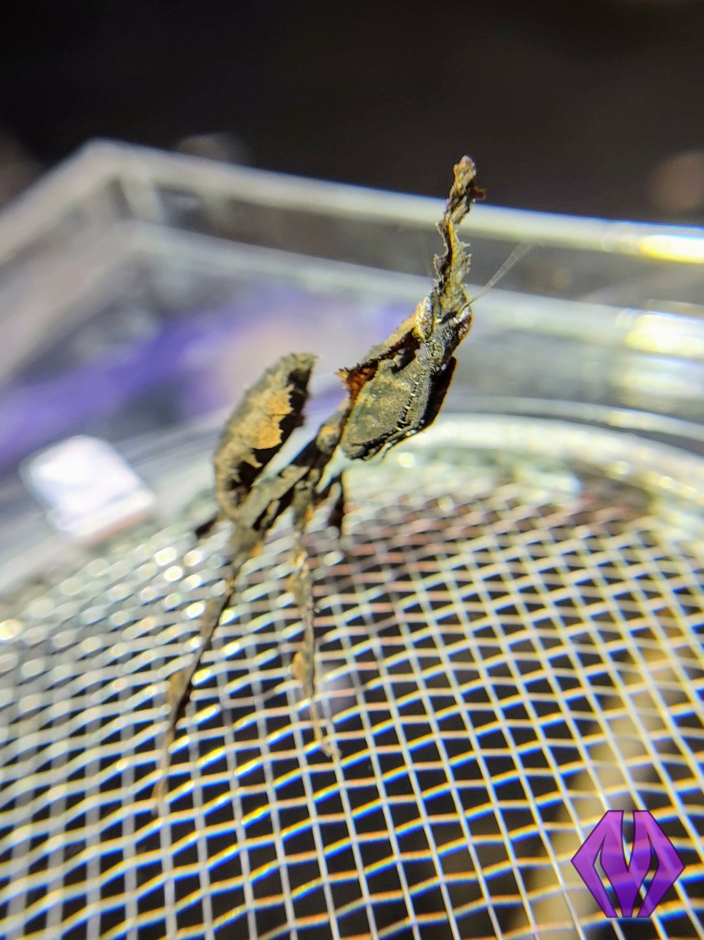 MALE ghost mantis nymph L3-L5