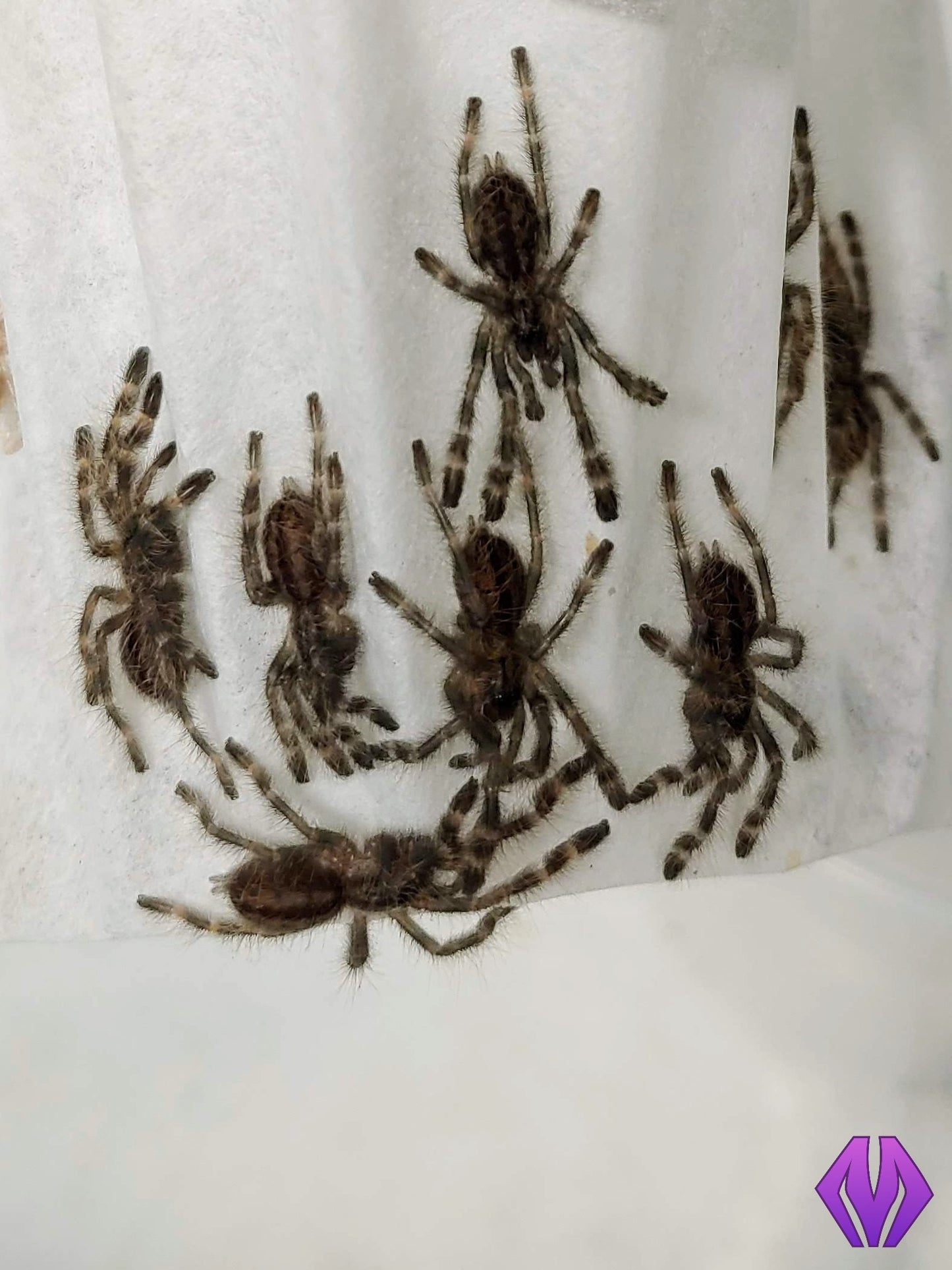 Poecilotheria regalis ¾"+