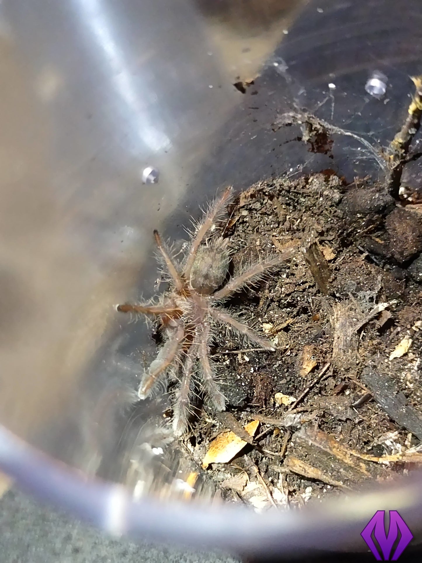 Phormingochilus sp. "Sabah Blue" ¾"+