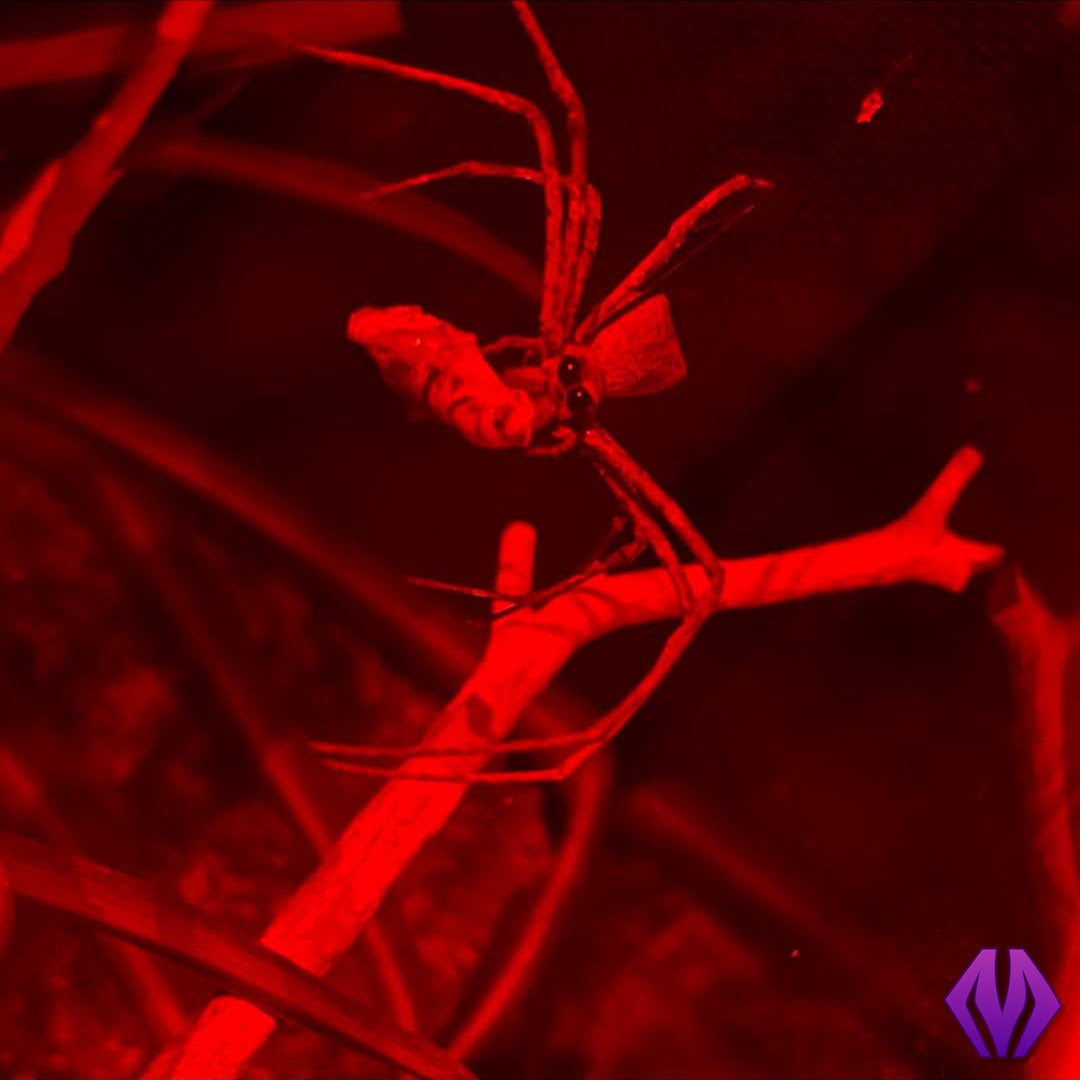 CBB Cameroon net-casting spiderling **BABIES COMING THIS YEAR!**