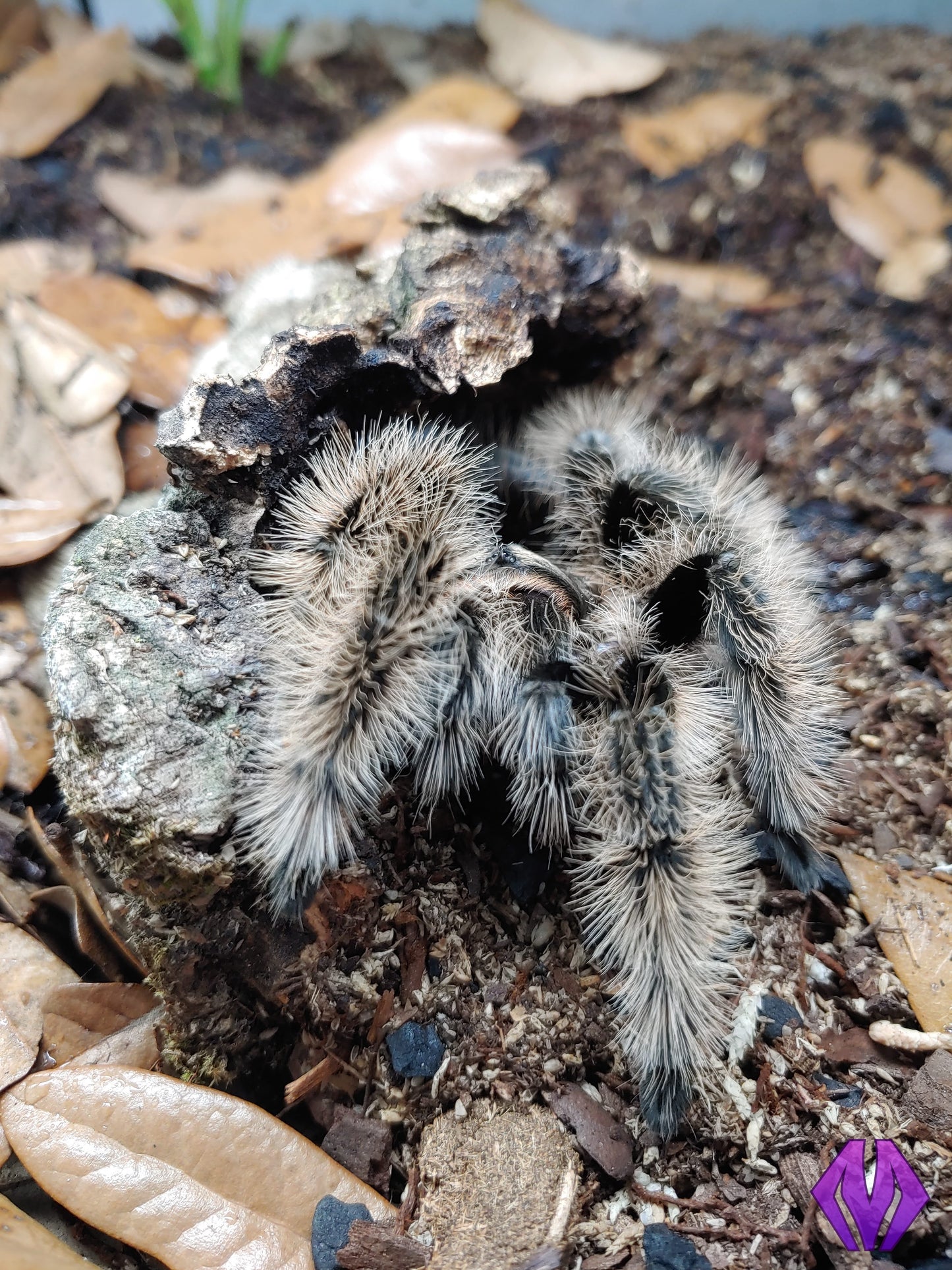 Tliltocatl albopilosus (Nicaragua) ¼-½"