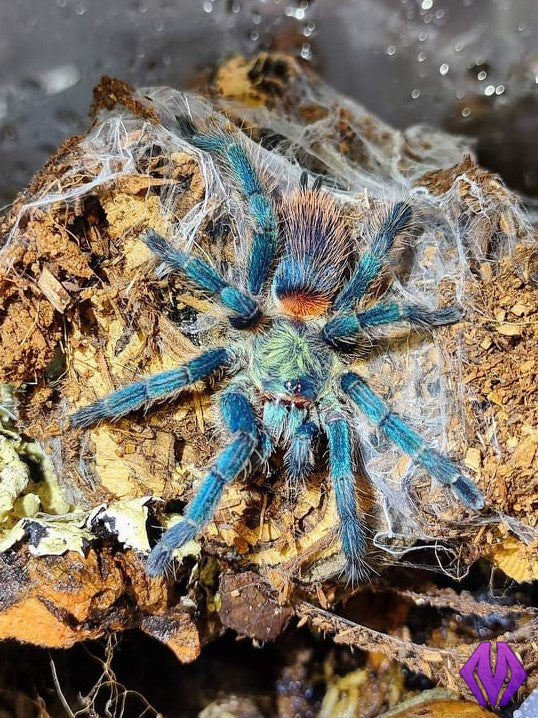 Dolichothele diamantinensis ½"+