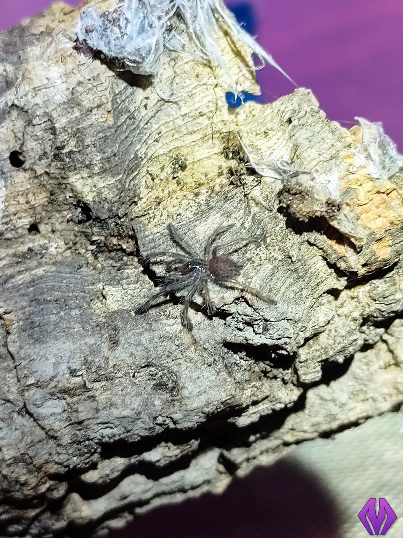 Dolichothele diamantinensis ¾"+