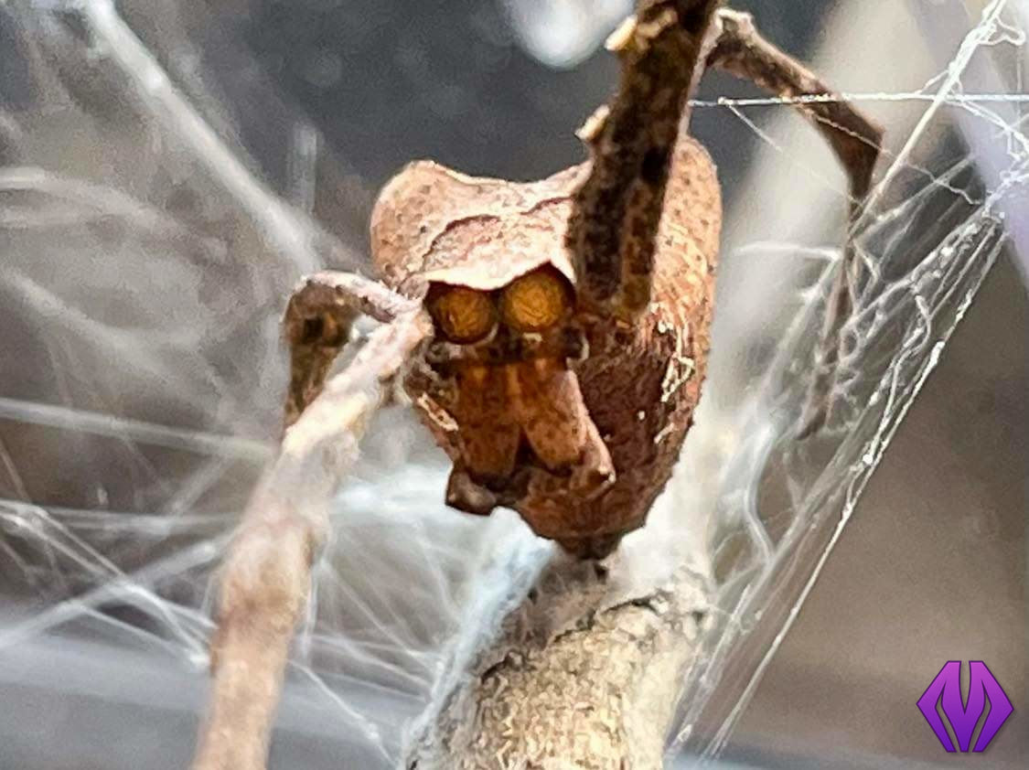 CBB Cameroon net-casting spiderling **BABIES COMING THIS YEAR!**