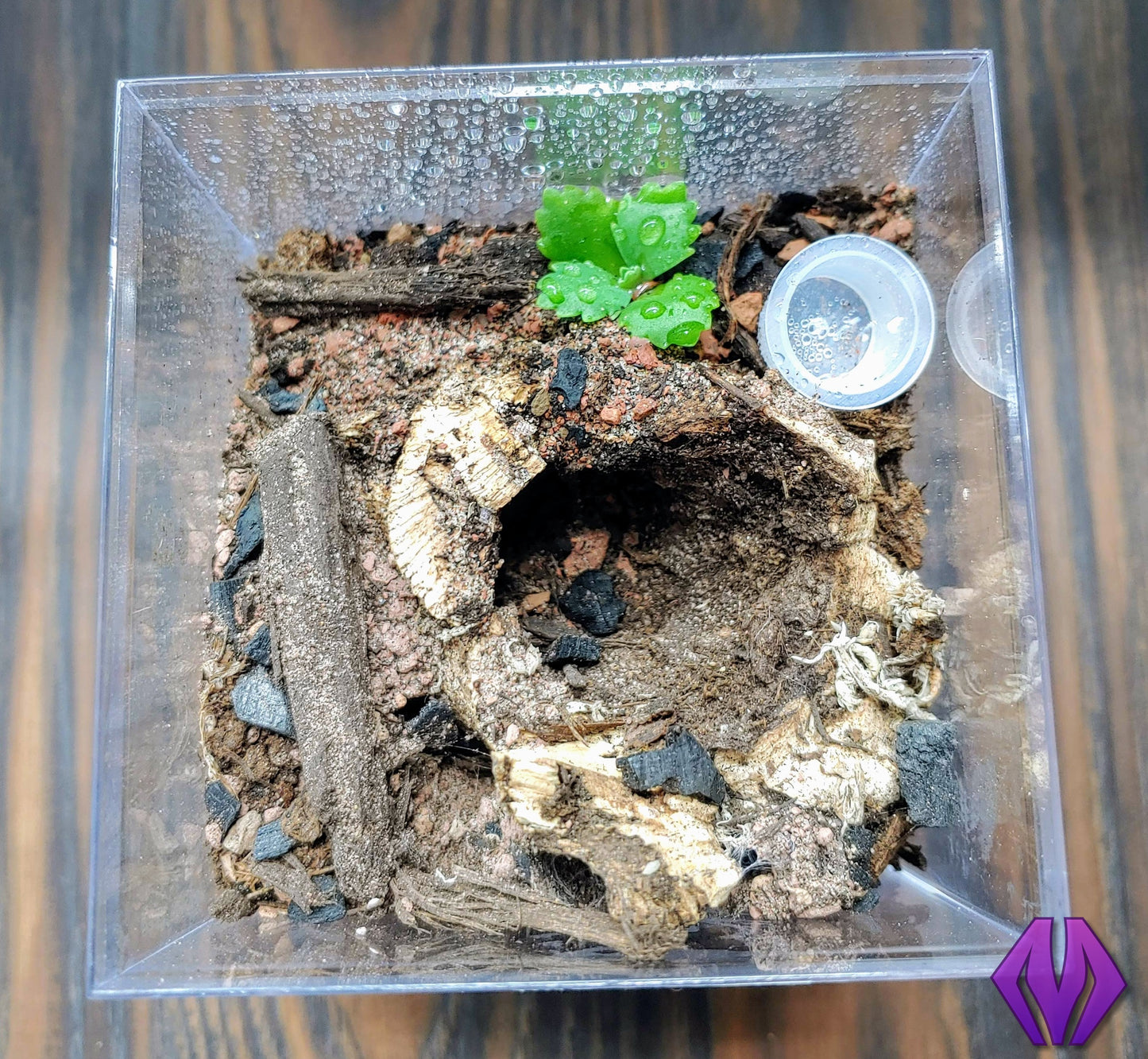 spiderling water dish