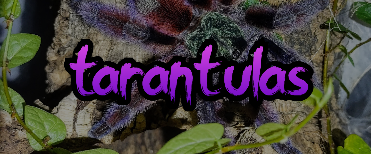 all tarantulas