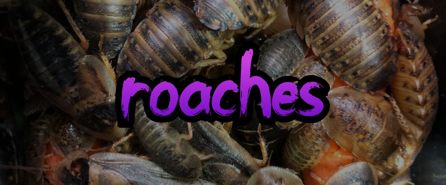 roaches