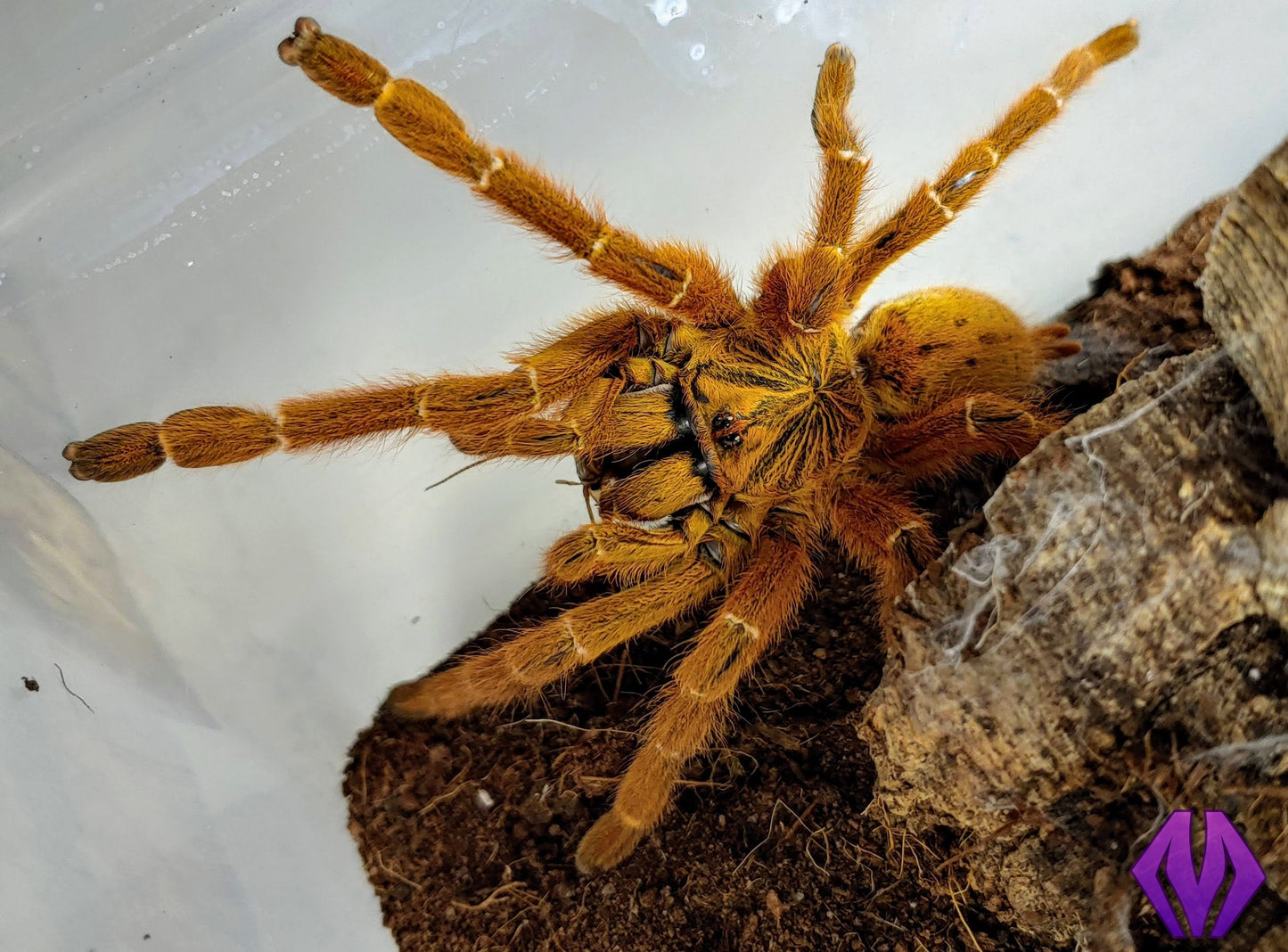 Pterinochilus murinus "RCF" ¾"+ FEMALE