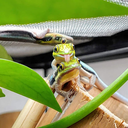 neon day gecko juvenile