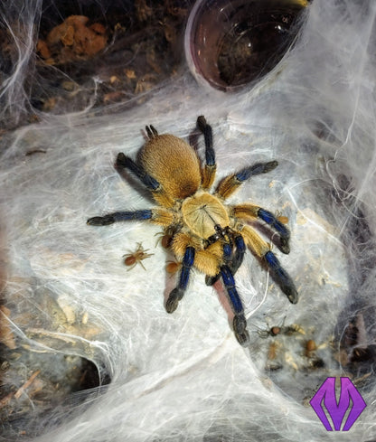 Monocentropus balfouri ½-¾" COMMUNAL 4-PACK