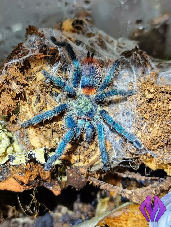 Dolichothele diamantinensis care guide – Marshall Arachnids