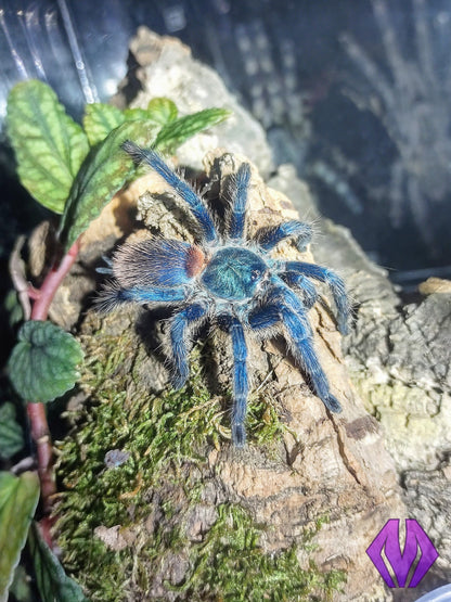 FEMALE D. diamantinensis 1-2"