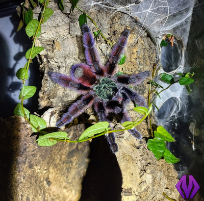 Caribena versicolor ½-¾" WHOLESALE