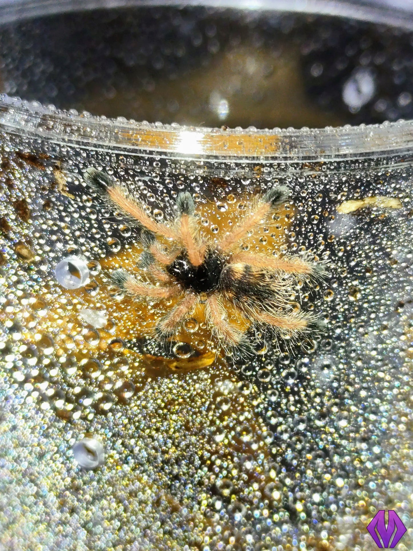 Avicularia avicularia m1 ½-¾" WHOLESALE