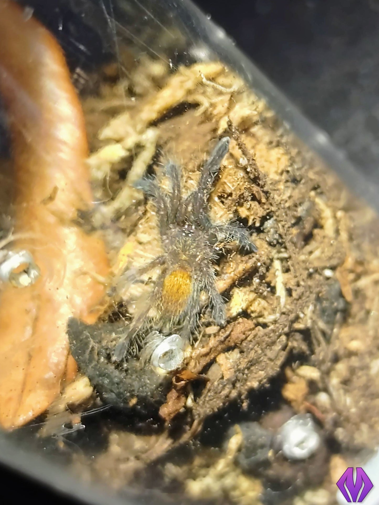 Pterinochilus murinus "RCF" ¾"+ FEMALE