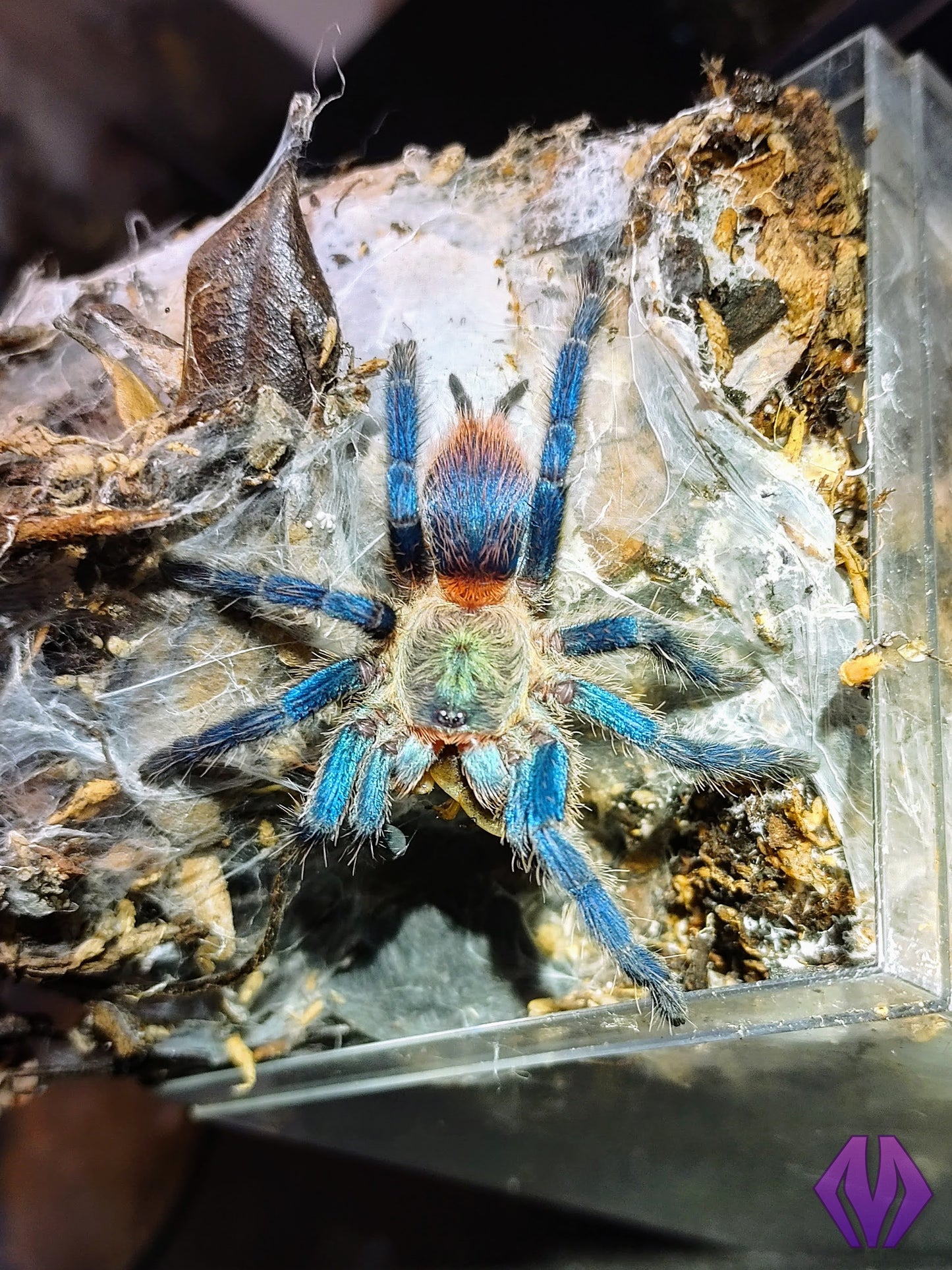 FEMALE D. diamantinensis 1-2"