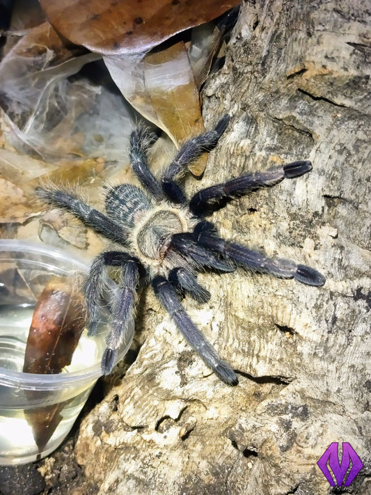 Ornithoctoninae sp. "Laos" (PDA) ¾"+ AVAILABLE NOW!