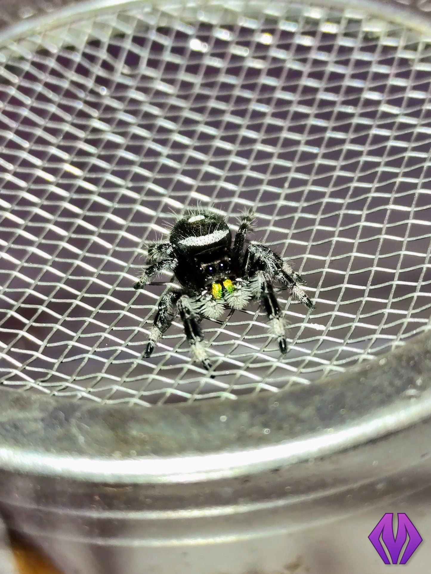 2-PACK regal jumping spider 5i+ GREEN chelicerae