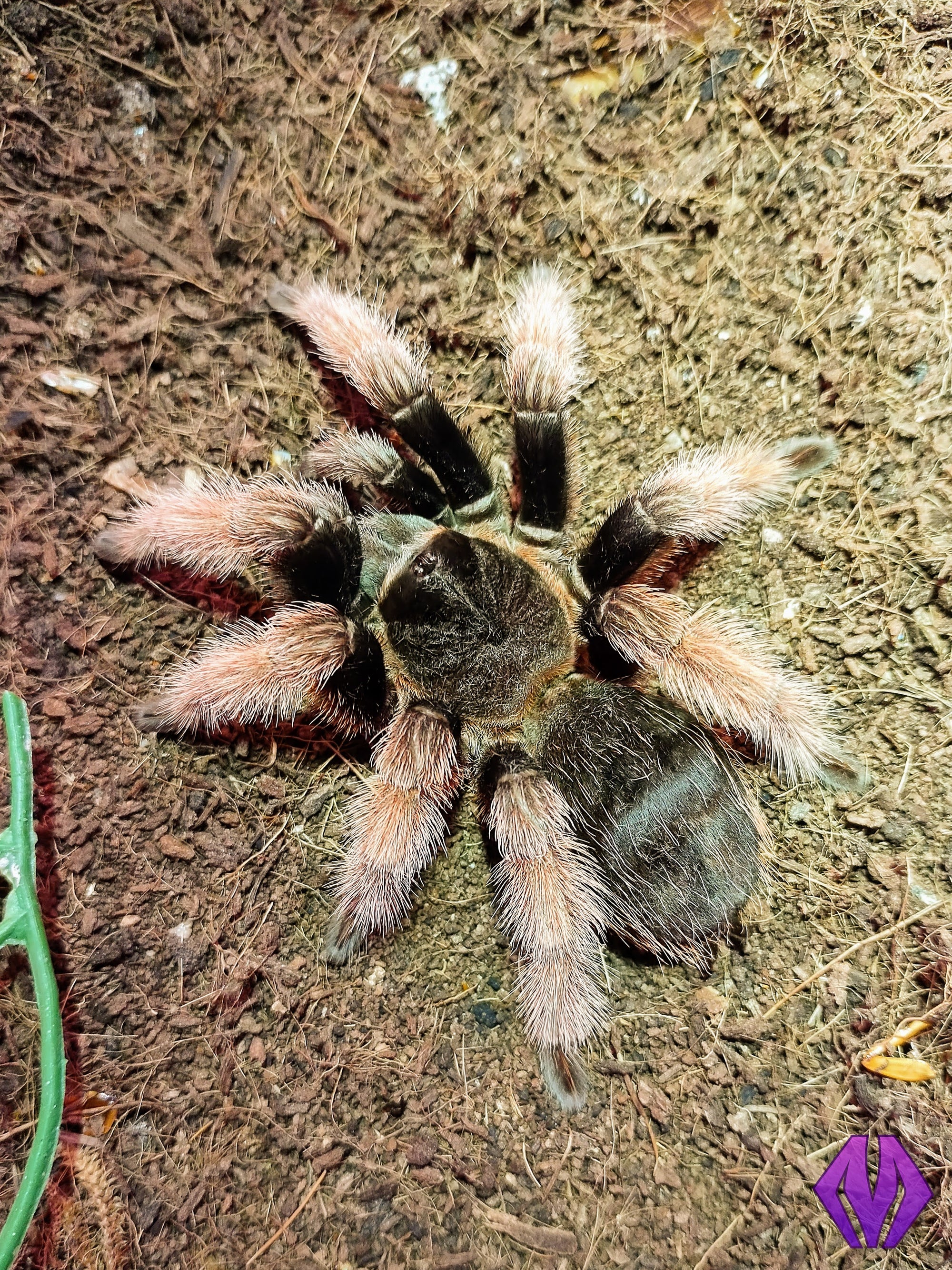 Brachypelma care guide – Marshall Arachnids
