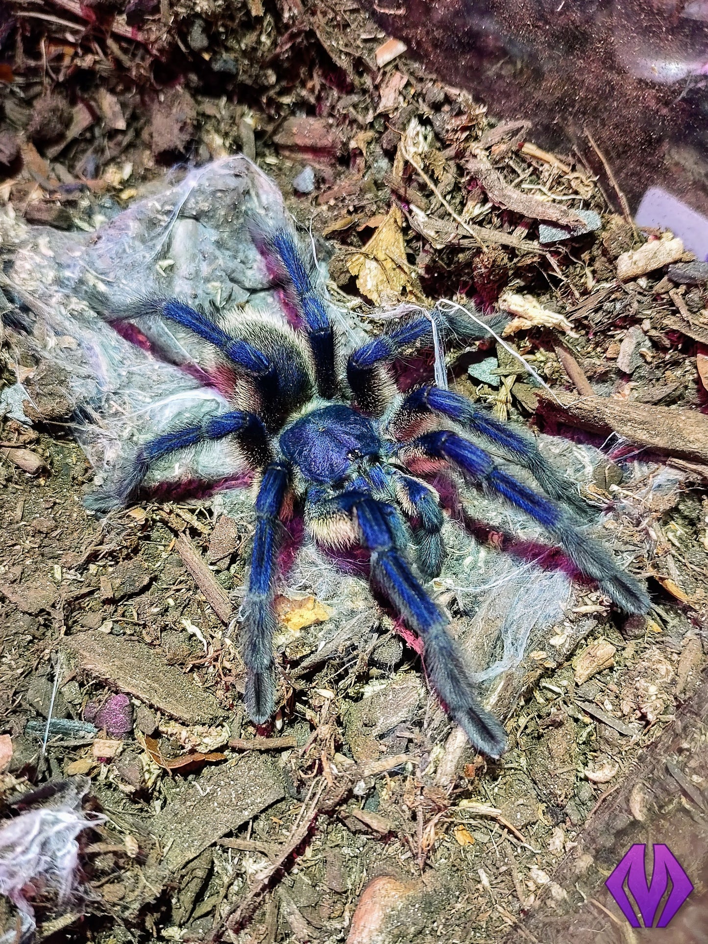 Monocentropus balfouri ½-¾" COMMUNAL 4-PACK