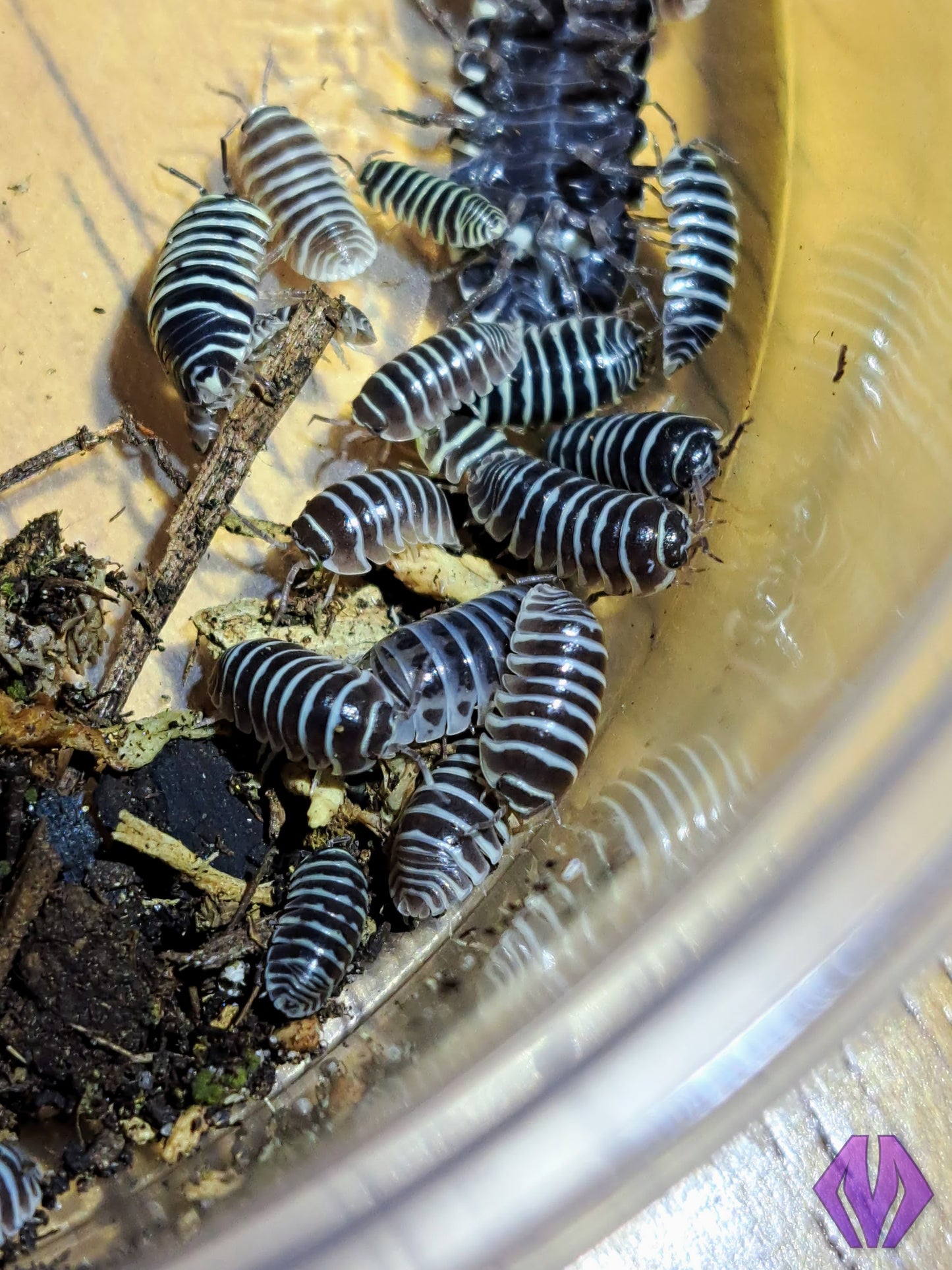 Armadillidium maculatum "zebra" 10ct