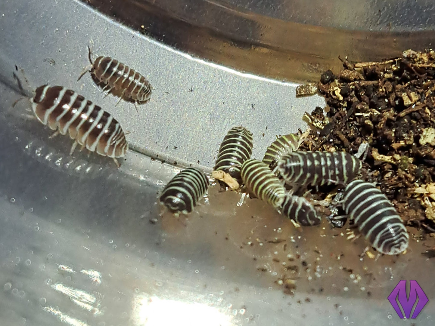 Armadillidium maculatum "zebra" 10ct