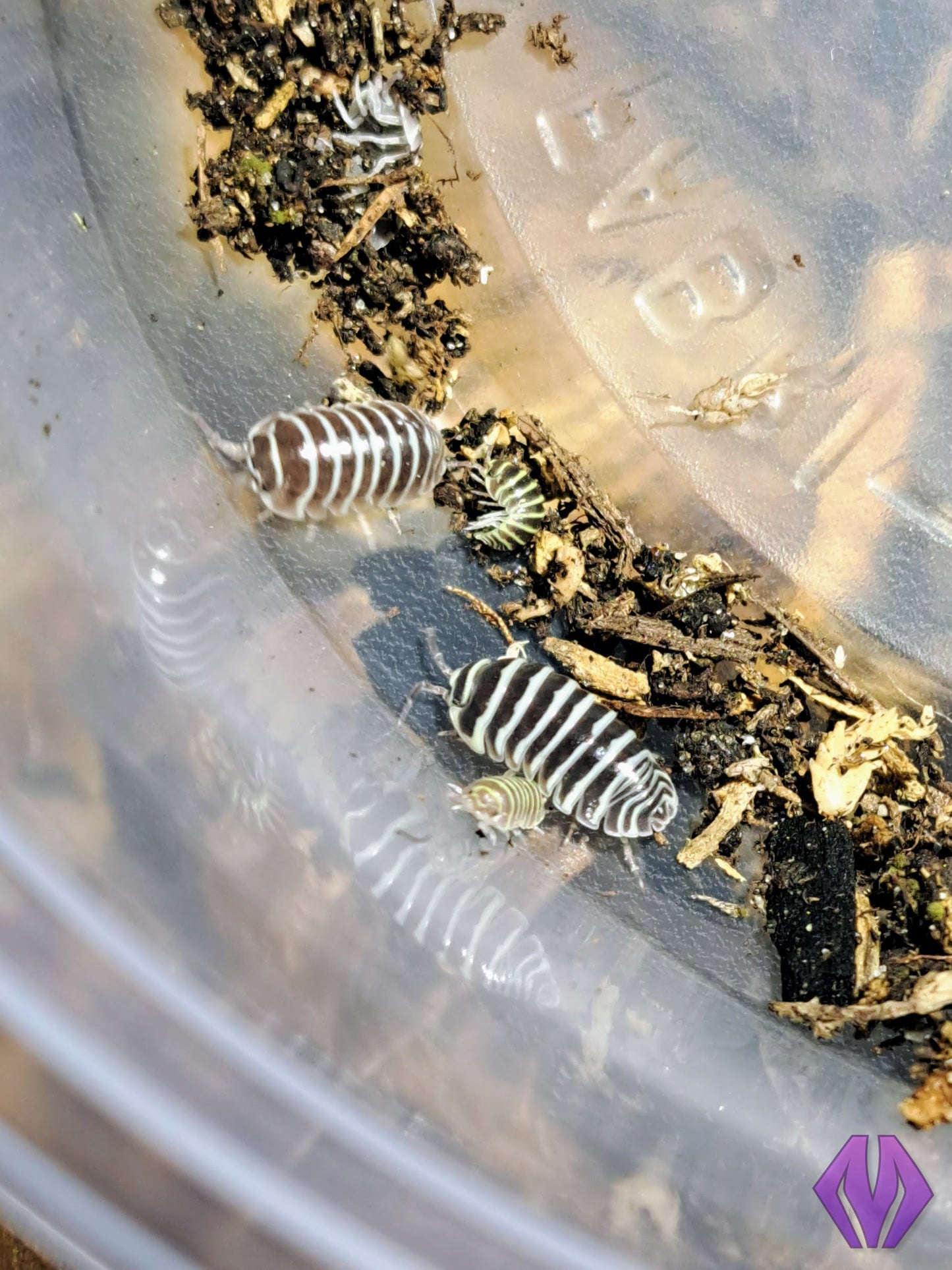 Armadillidium maculatum "zebra" 10ct