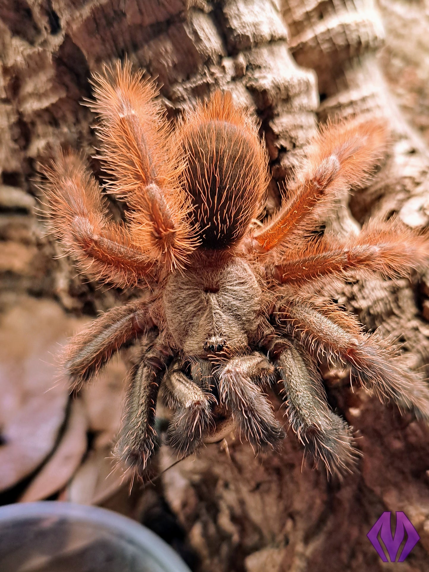 Psalmopoeus victori ¾"