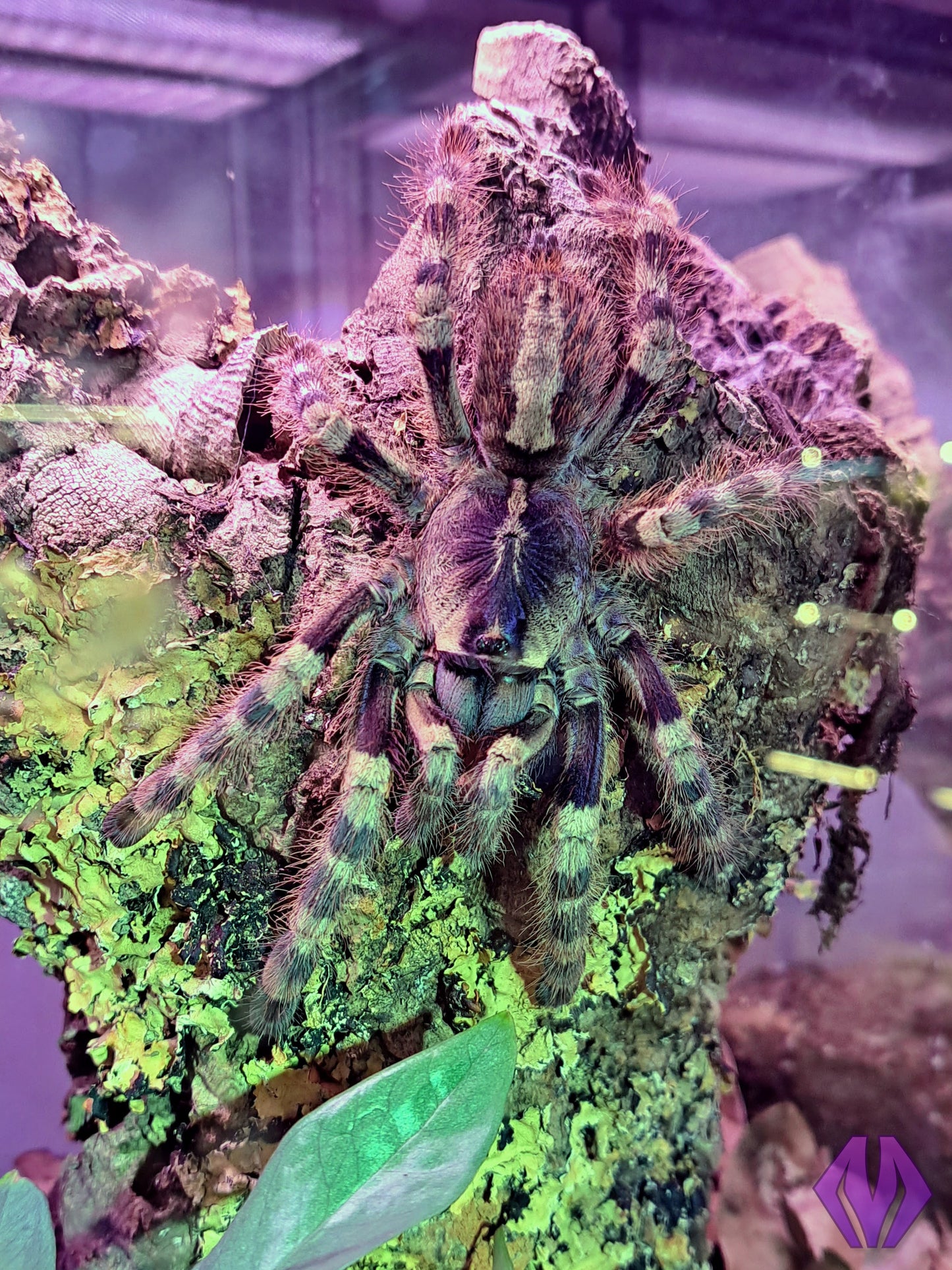 Poecilotheria formosa ~1" READY TO SHIP WEEK OF 7/20!