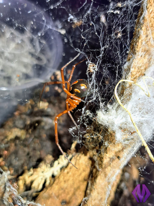 Latrodectus bishopi ¼"+ UNSEXED JUVENILE