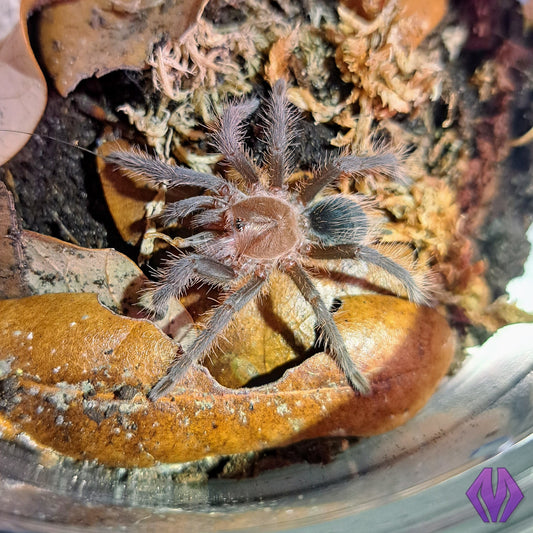 T. albopilosus (hobby) 1" MALE